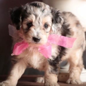 RARE Dooney & Bourke Florentine Pocket Satchel